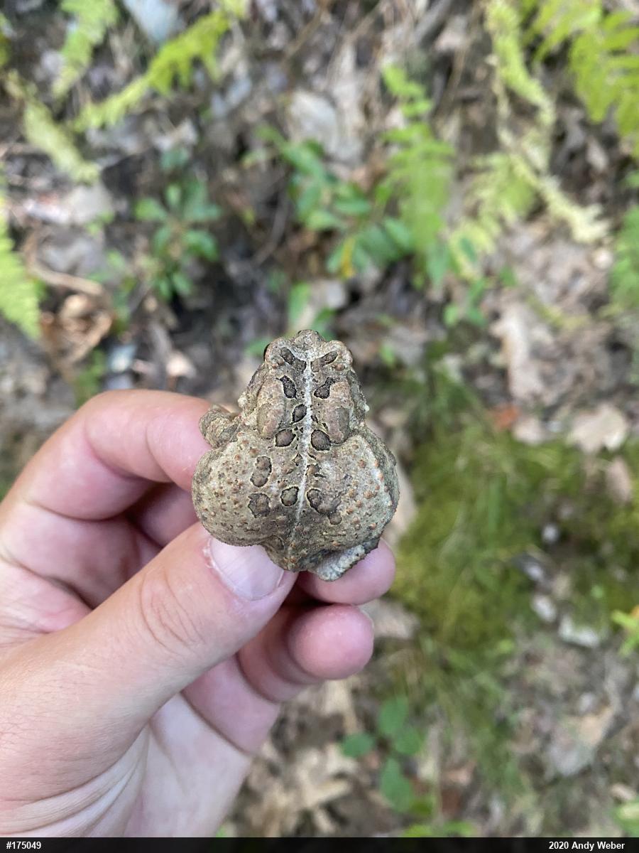 Eastern American Toad
