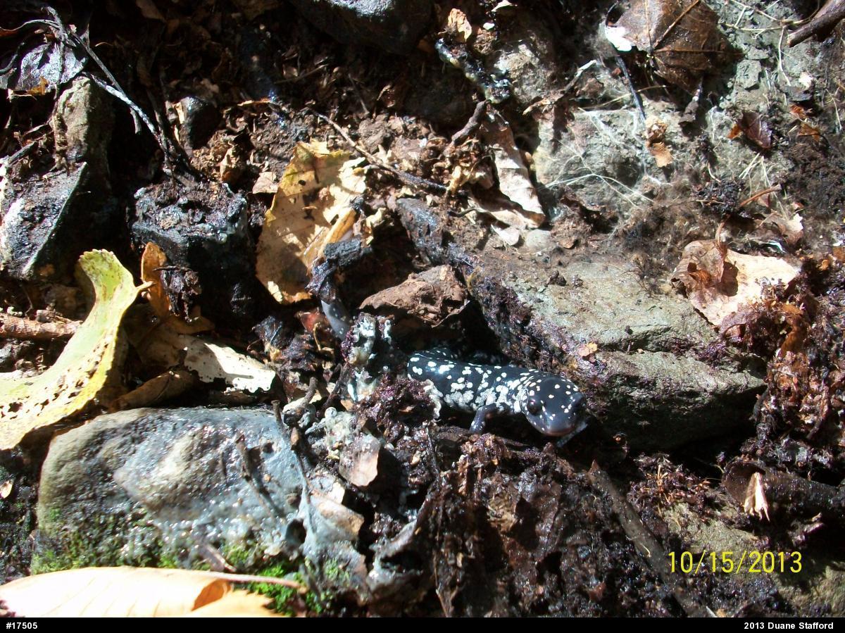 Northern Slimy Salamander