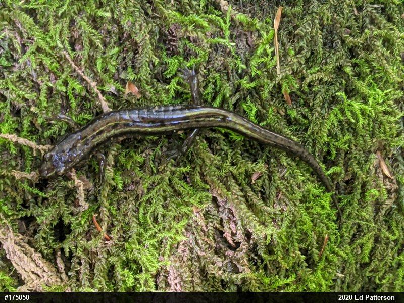 Allegheny Mountain Dusky Salamander