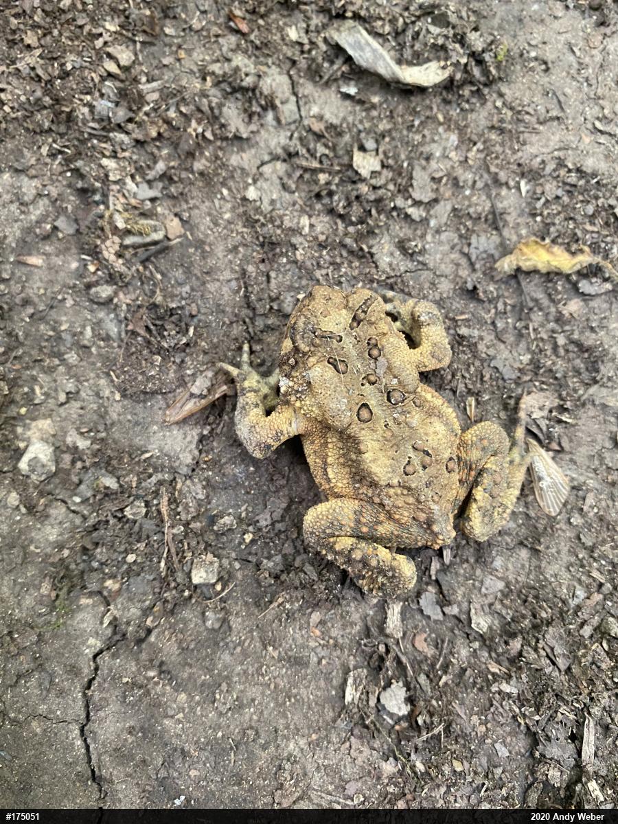 Eastern American Toad
