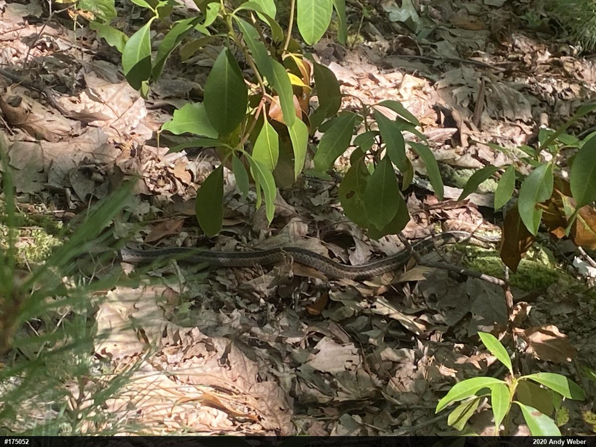 Eastern Gartersnake