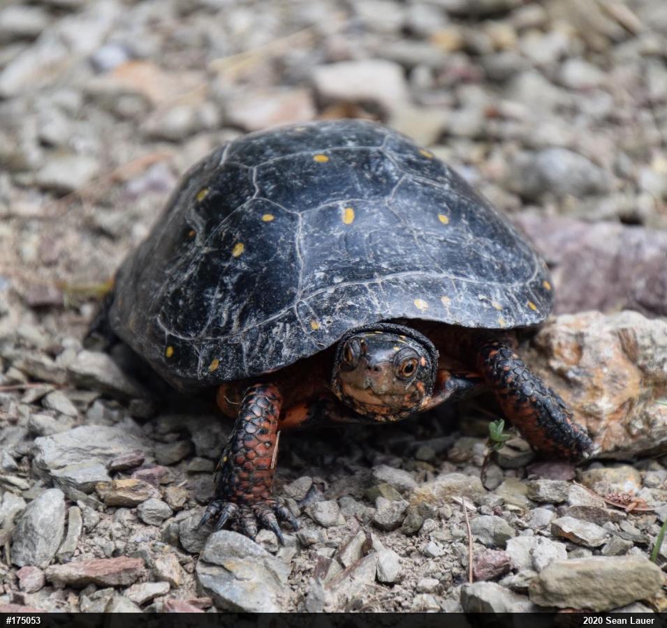 Spotted Turtle