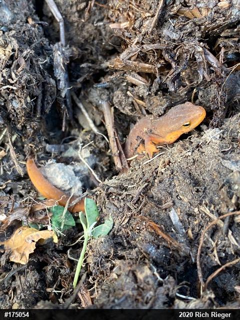Red-spotted Newt