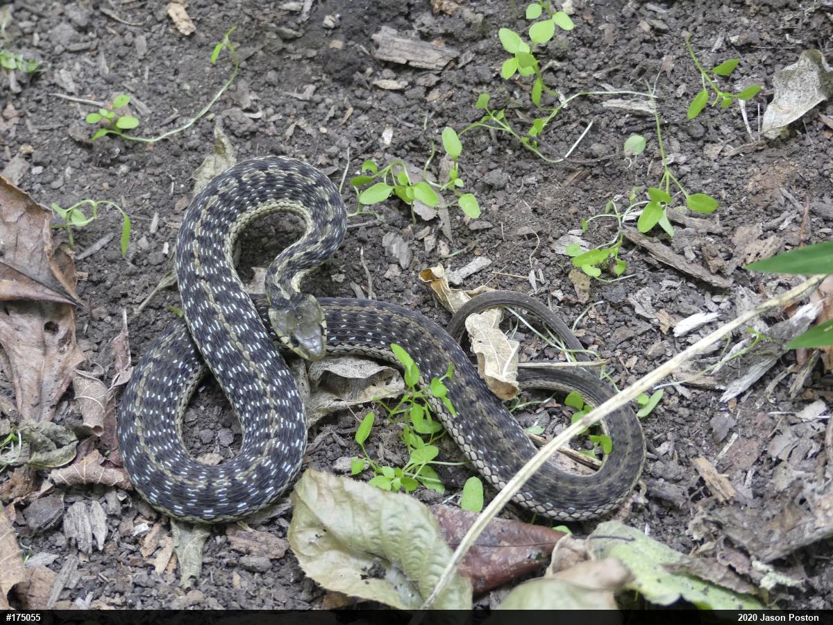 Eastern Gartersnake