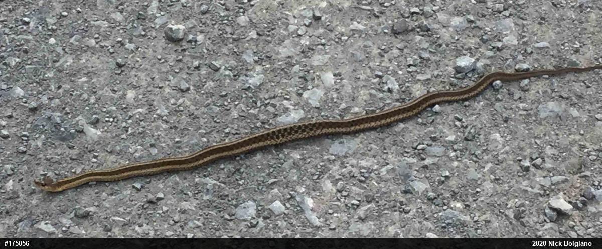 Eastern Gartersnake