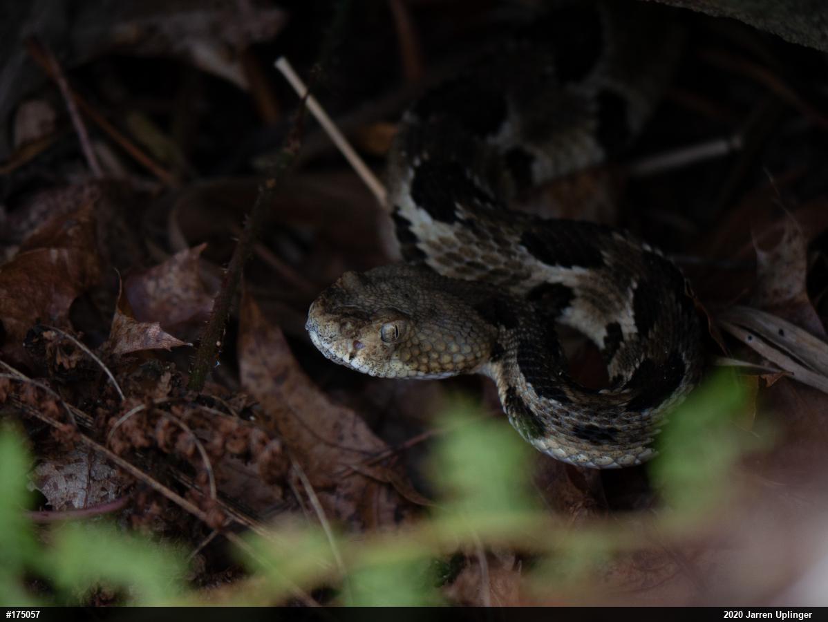 Timber Rattlesnake