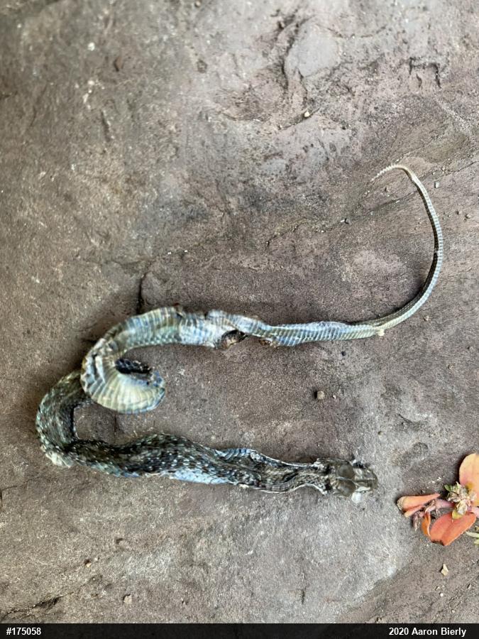 Eastern Gartersnake