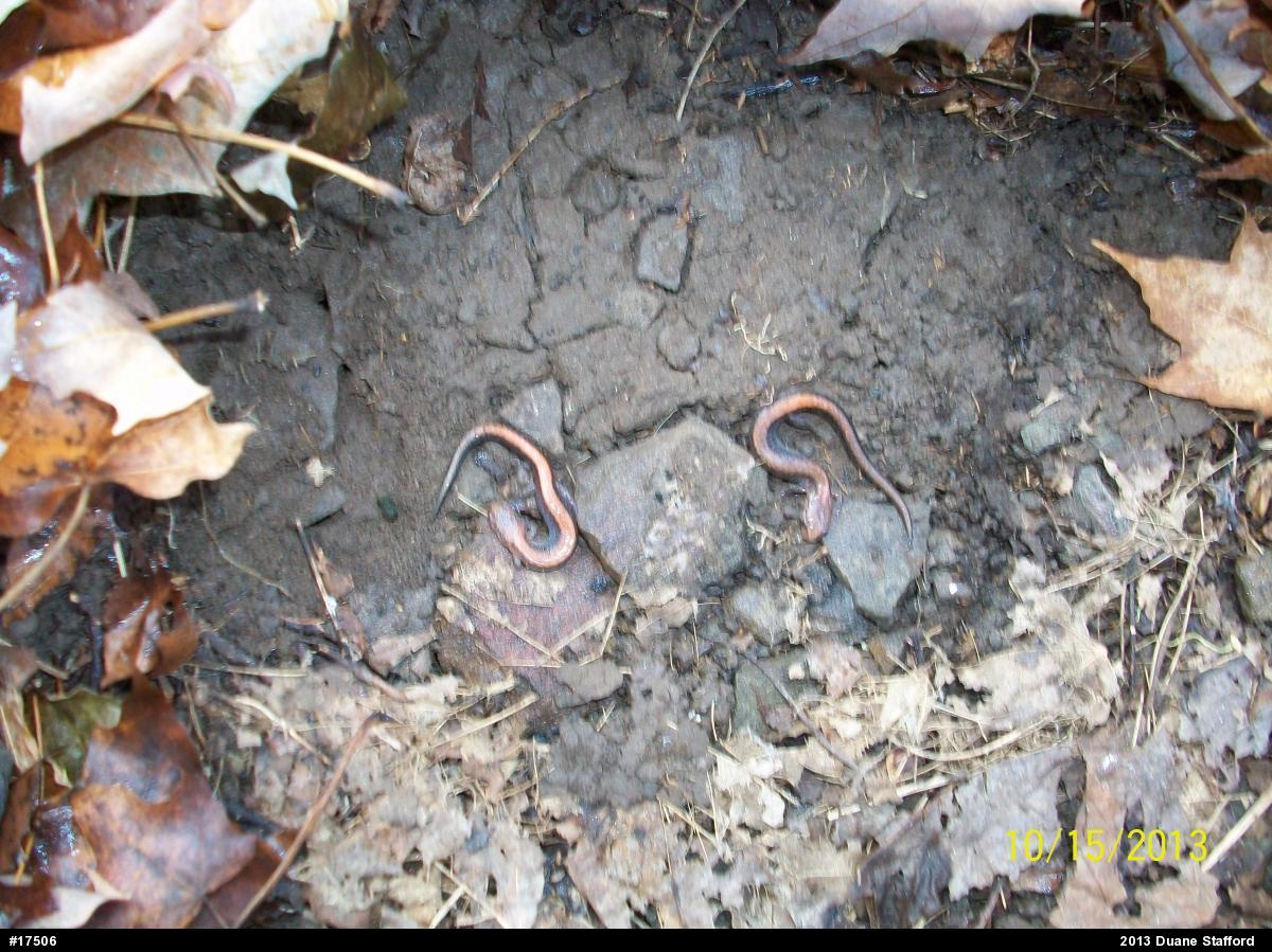Eastern Red-backed  Salamander