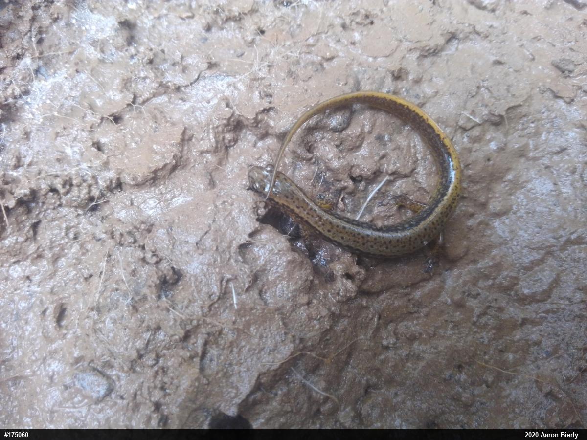 Northern Two-lined Salamander