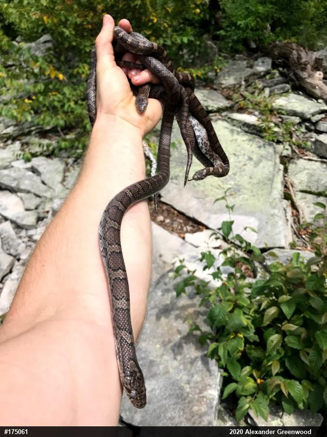 Eastern Milksnake