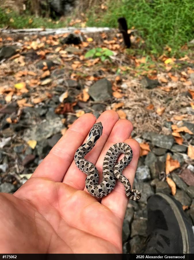 Eastern Hog-nosed Snake