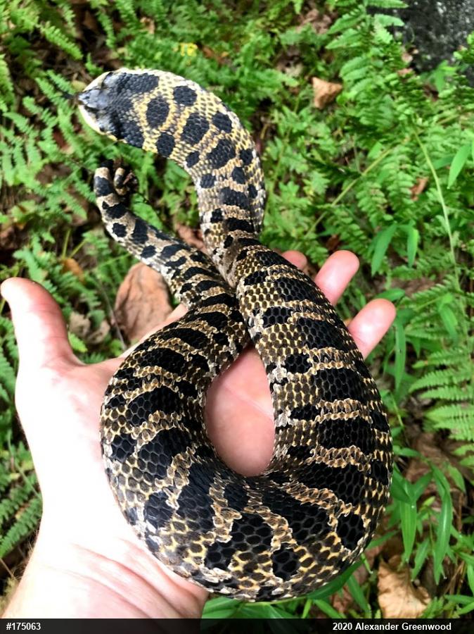 Eastern Hog-nosed Snake