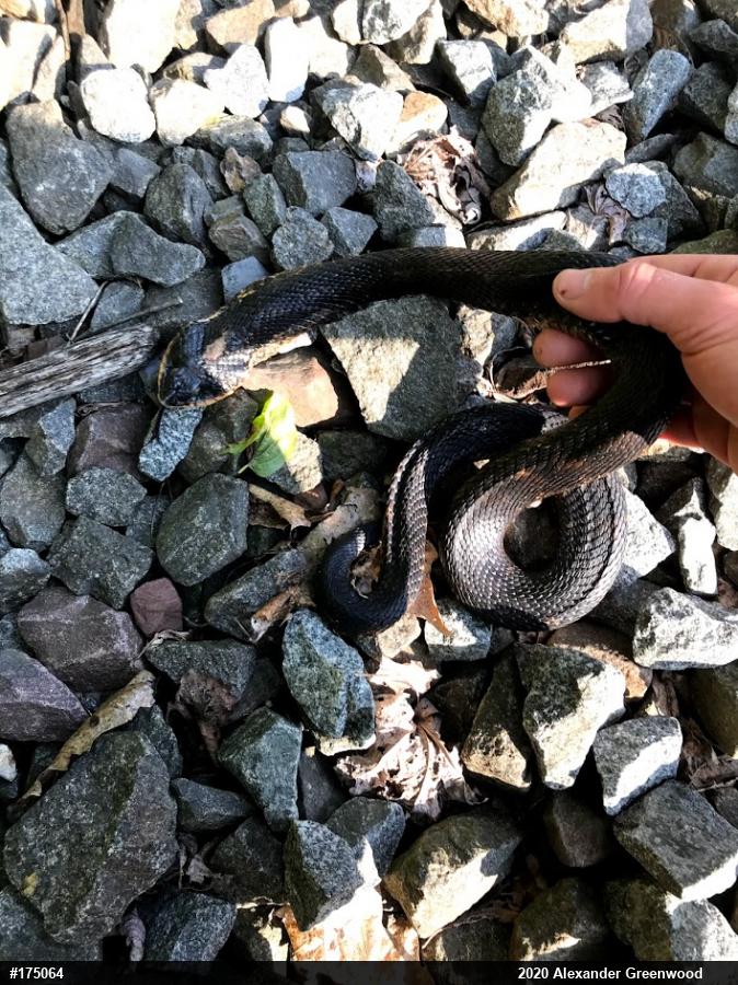 Eastern Hog-nosed Snake