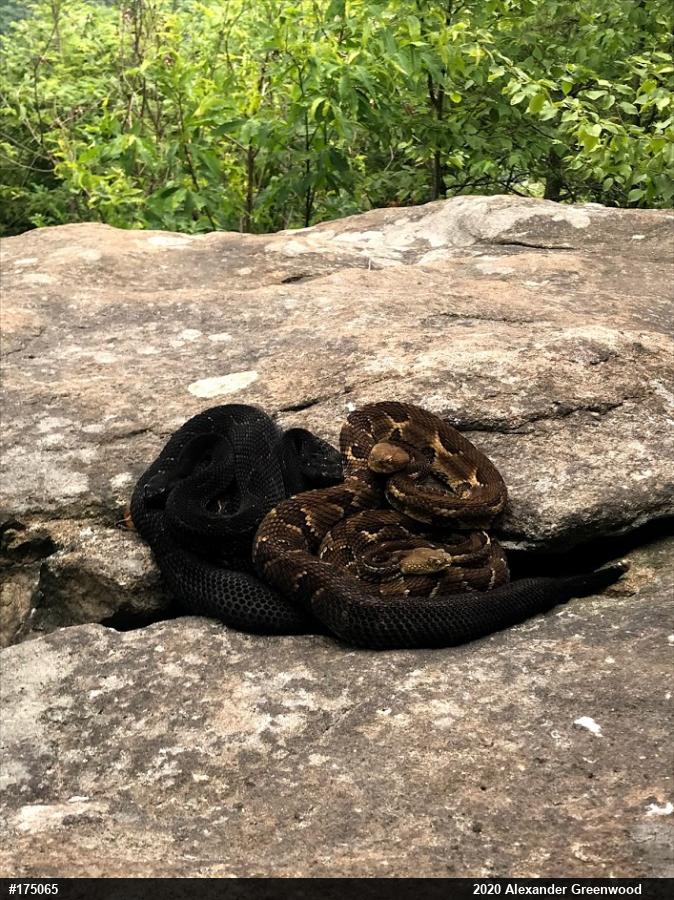 Timber Rattlesnake