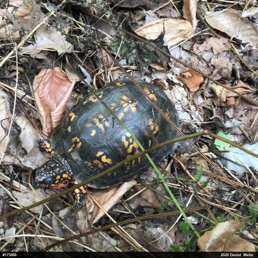 Eastern Box Turtle