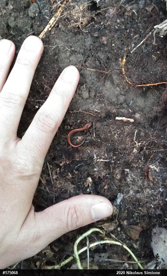 Eastern Red-backed  Salamander