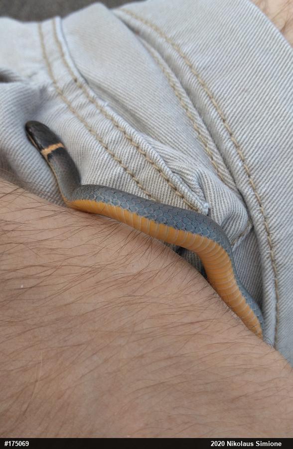 Northern Ring-necked Snake