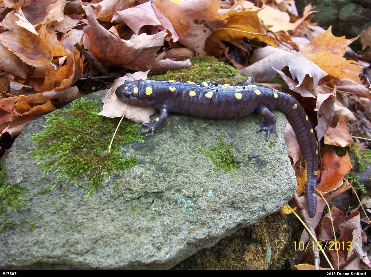 Spotted Salamander
