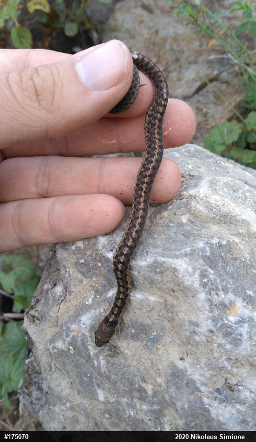 Eastern Gartersnake