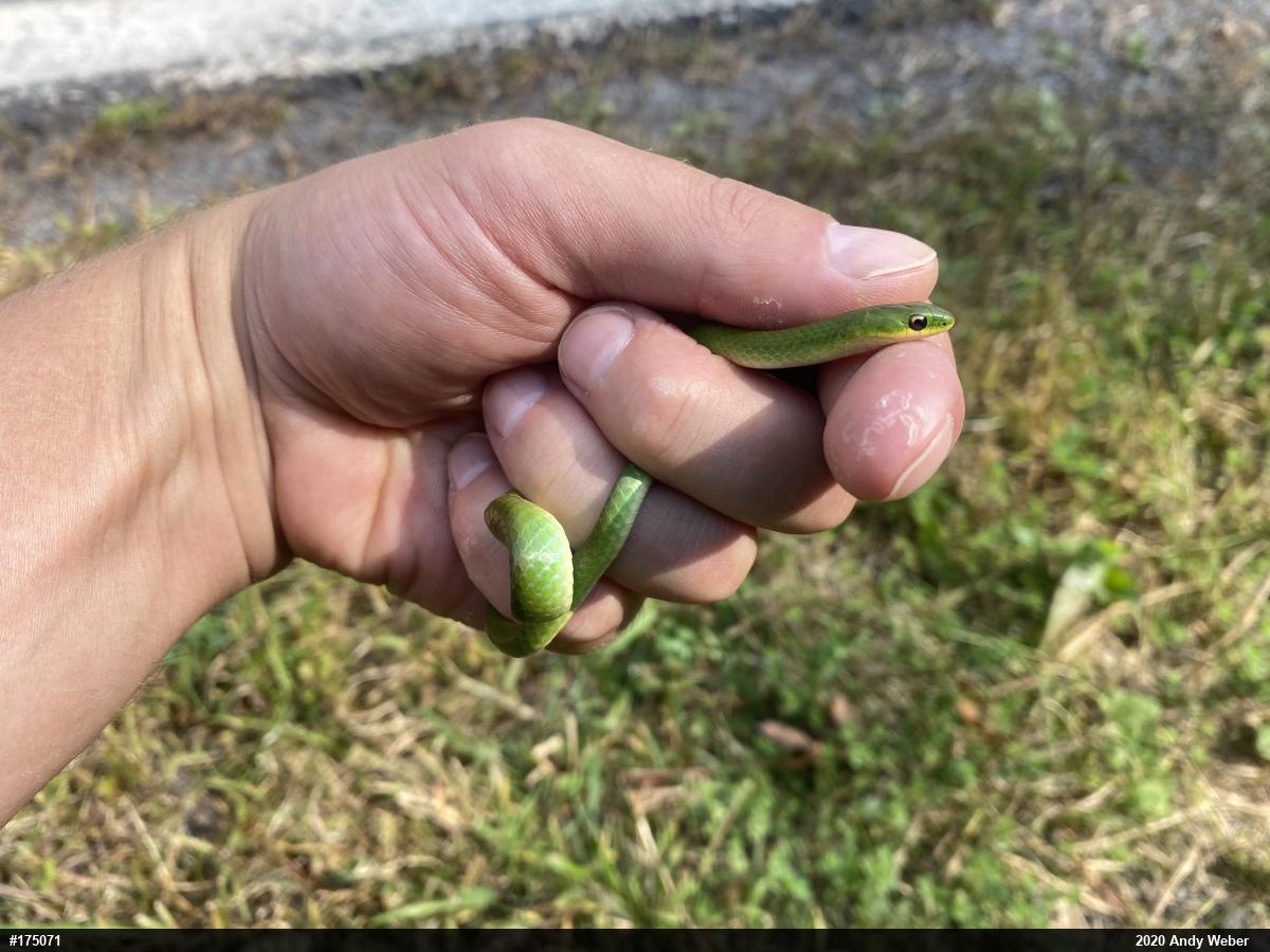 Smooth Greensnake