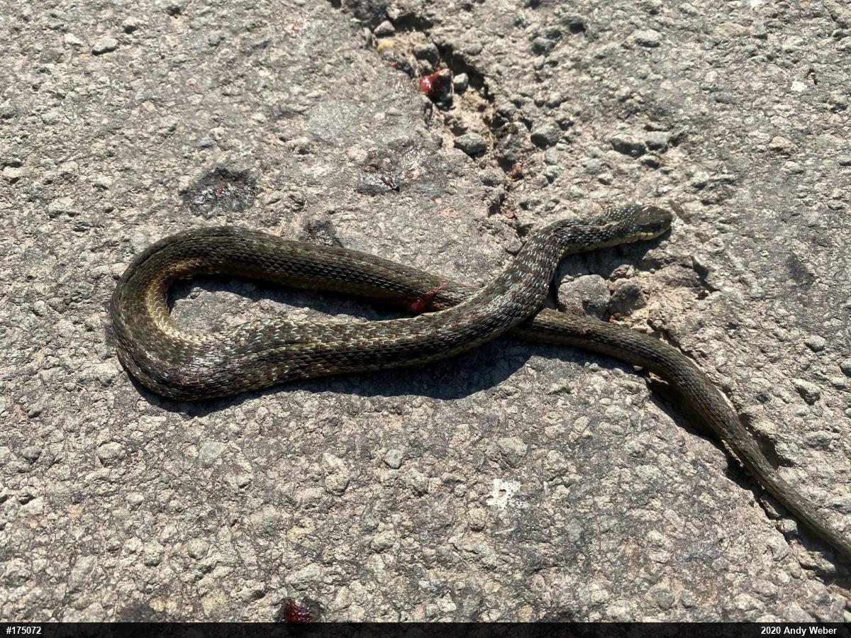 Eastern Gartersnake