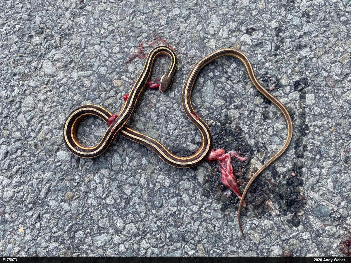 Eastern Ribbonsnake