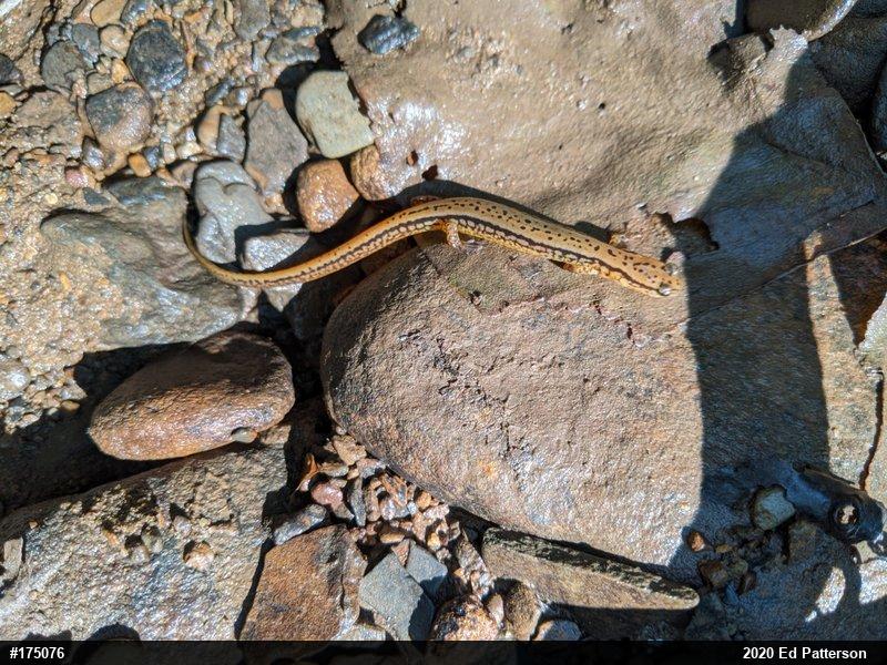 Northern Two-lined Salamander