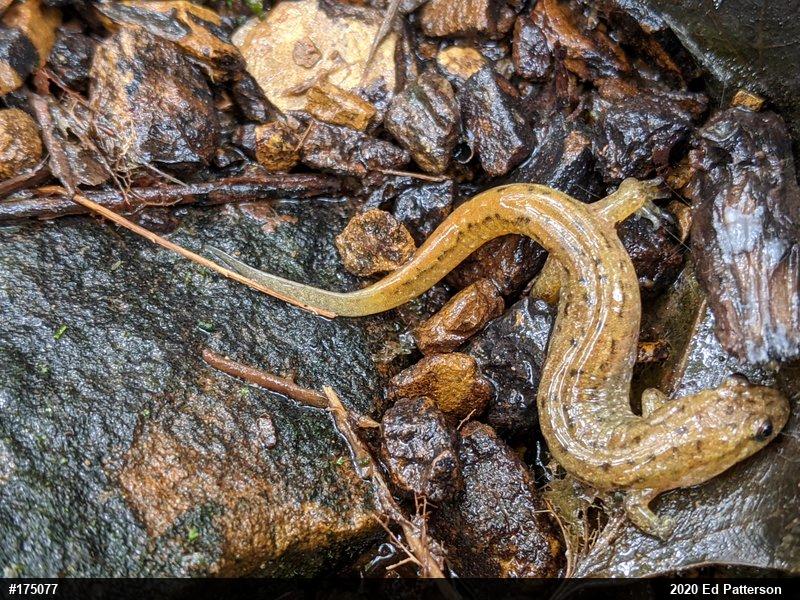 Northern Dusky Salamander