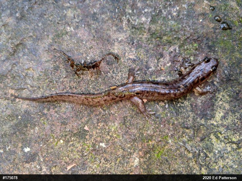 Seal Salamander