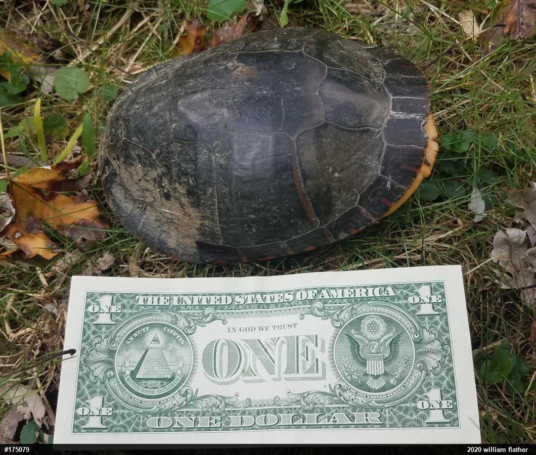 Midland Painted Turtle