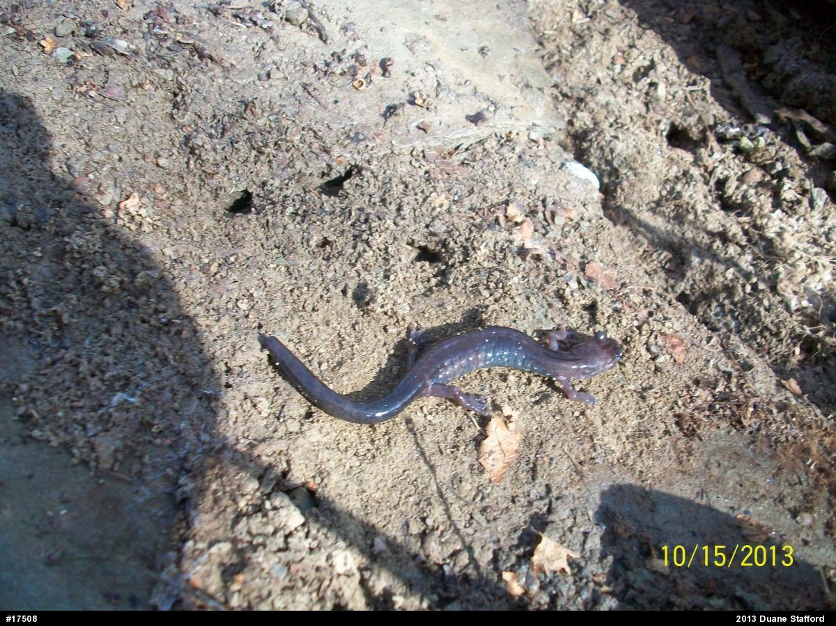 Wehrle's Salamander