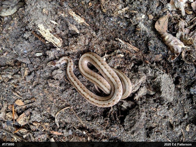 Dekay's Brownsnake