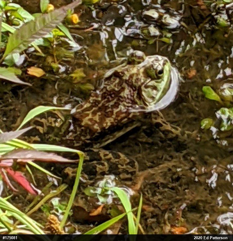 American Bullfrog