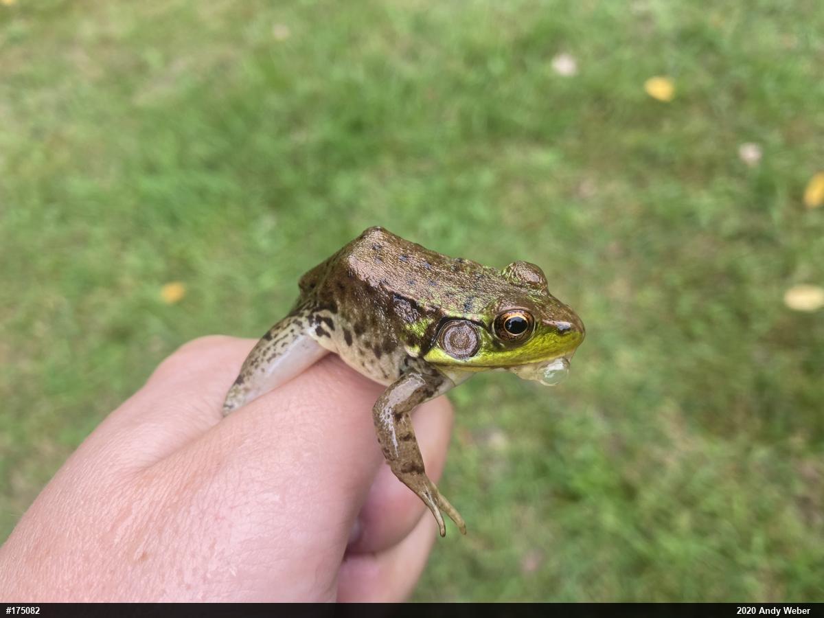 Green Frog