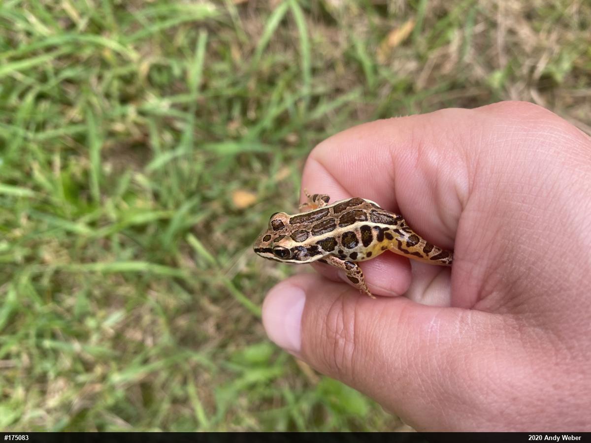 Pickerel Frog
