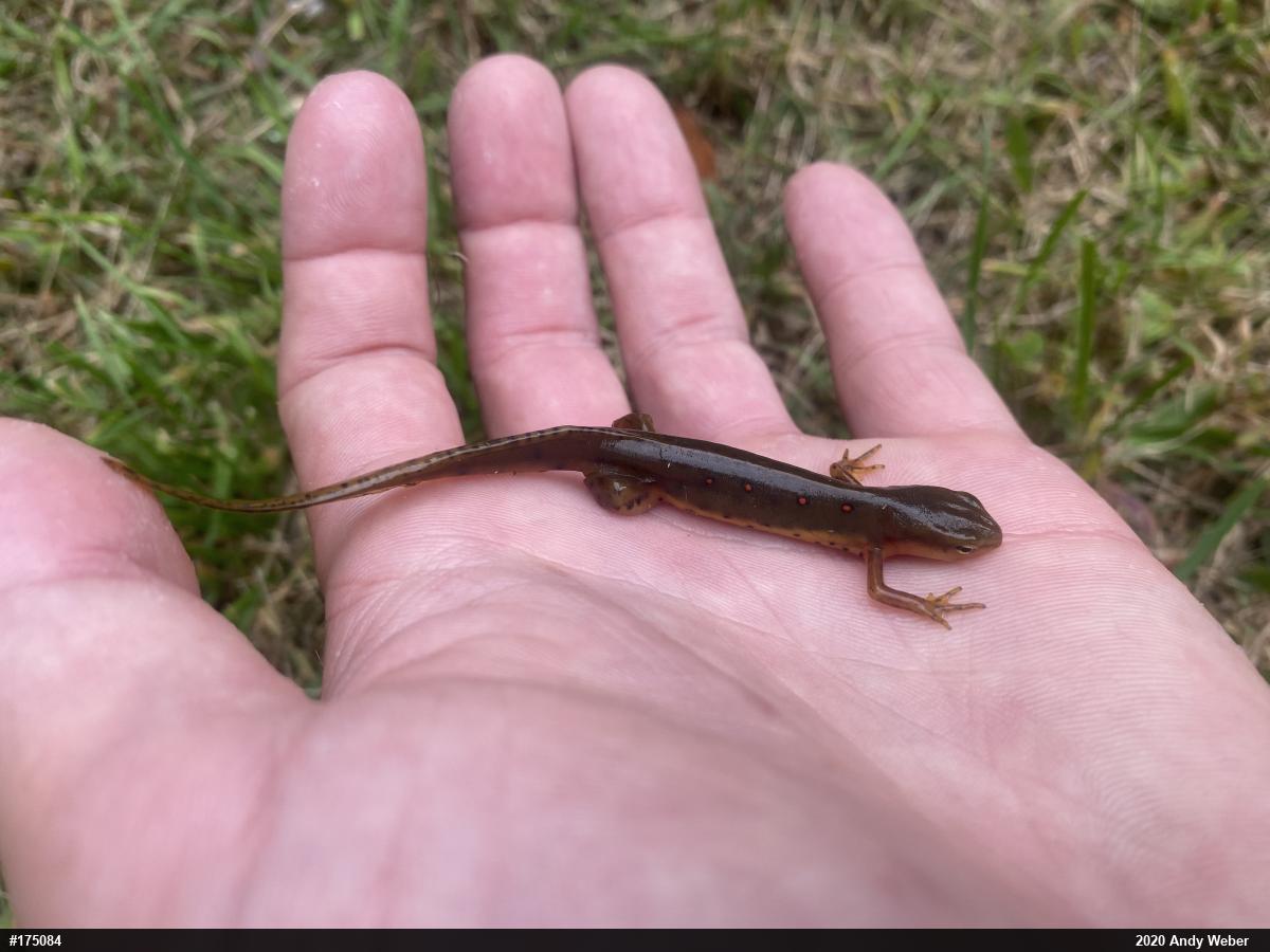 Red-spotted Newt