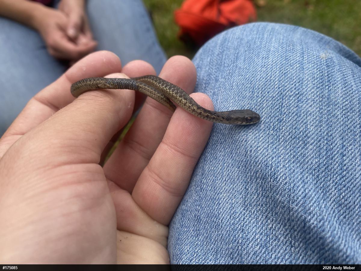 Eastern Gartersnake