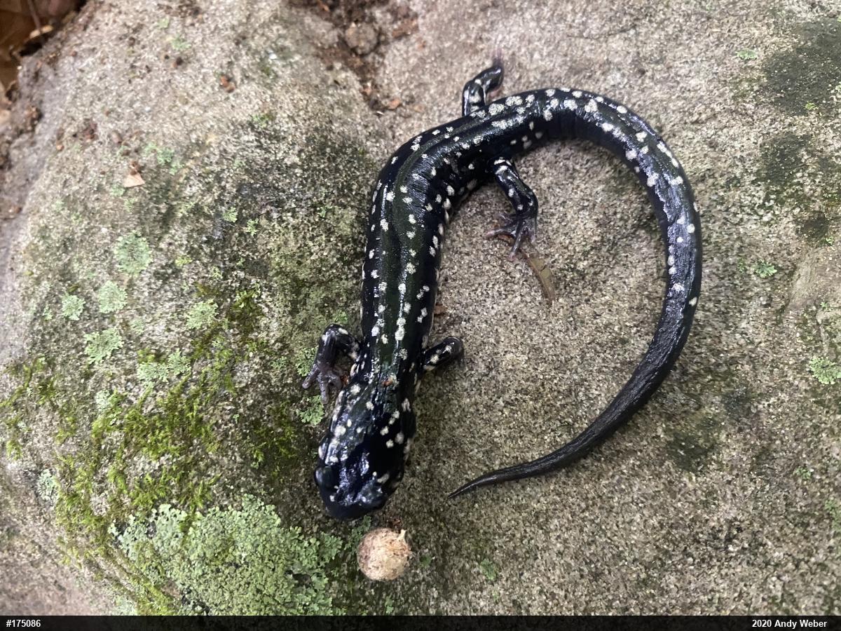 Northern Slimy Salamander