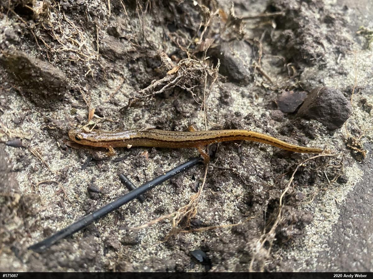 Northern Two-lined Salamander