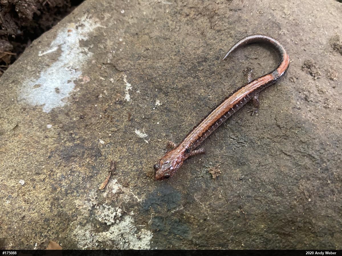 Eastern Red-backed  Salamander