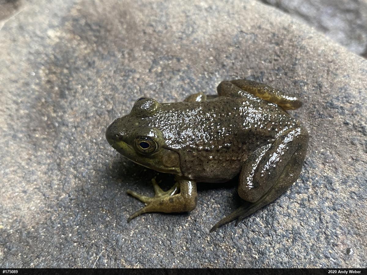 American Bullfrog
