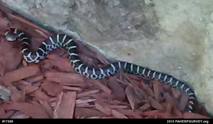 Eastern Milksnake