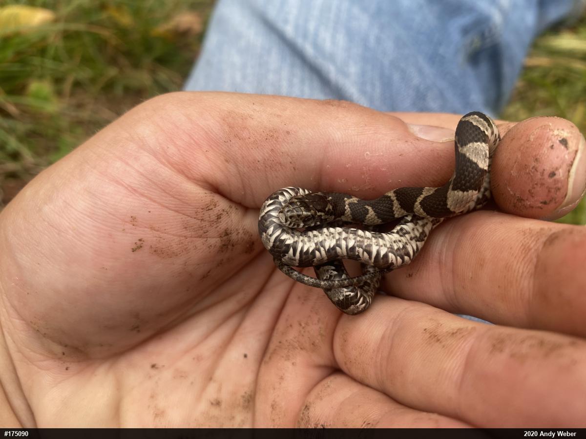 Northern Watersnake