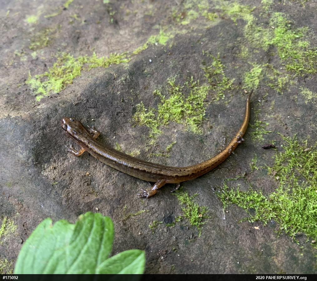 Northern Two-lined Salamander
