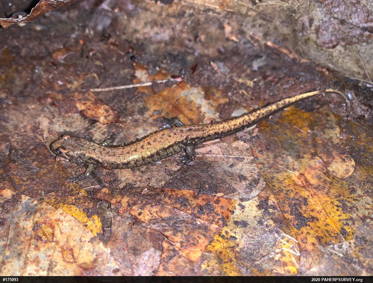 Allegheny Mountain Dusky Salamander