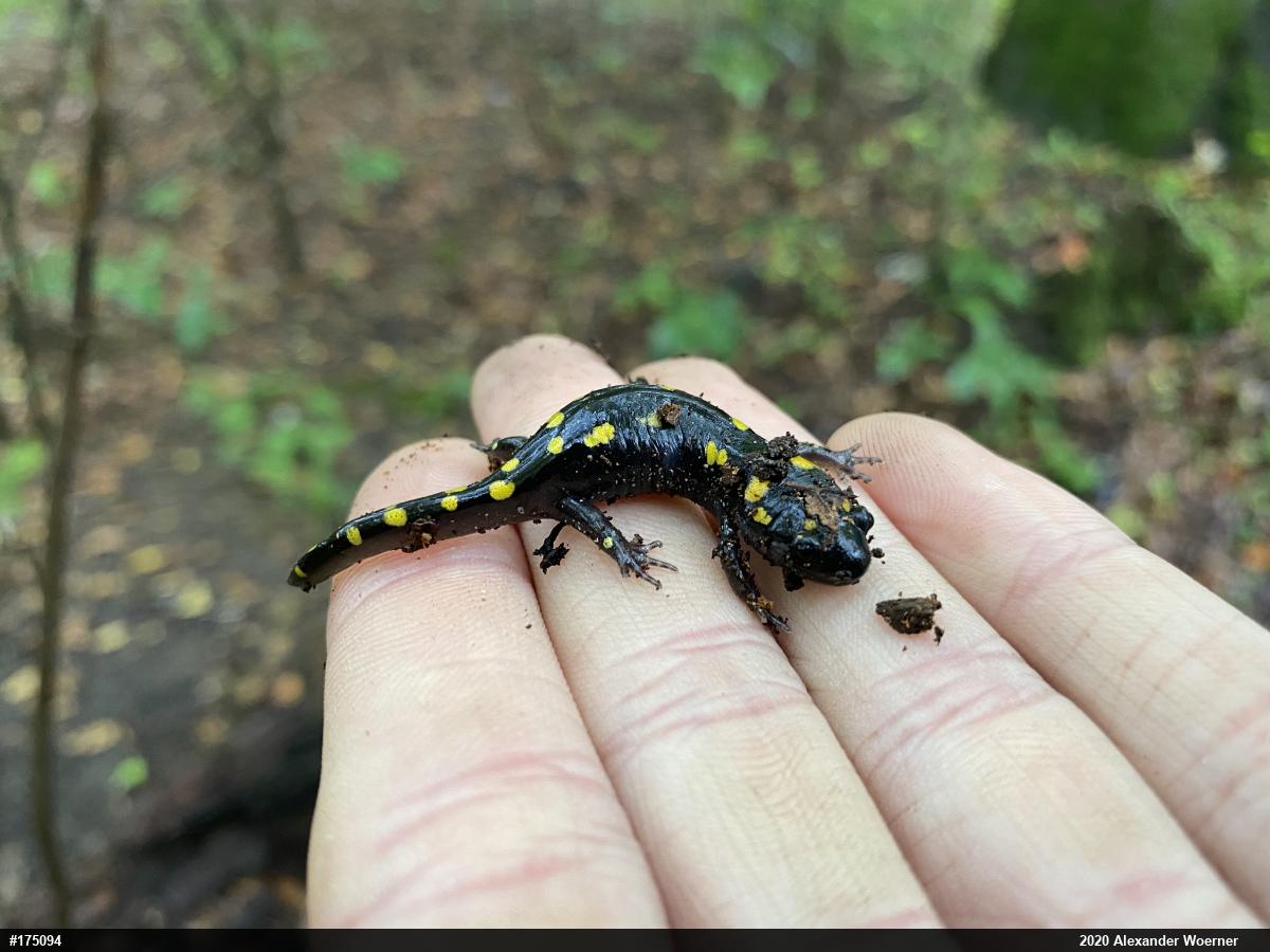 Spotted Salamander
