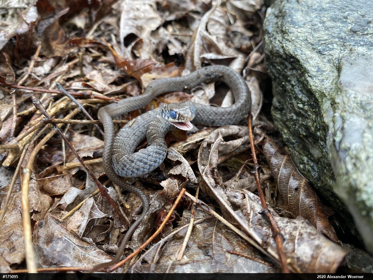 Northern Black Racer