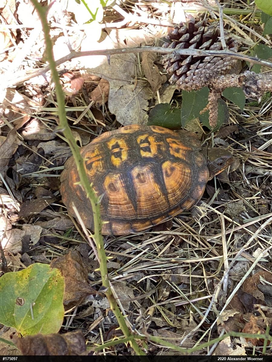 Eastern Box Turtle