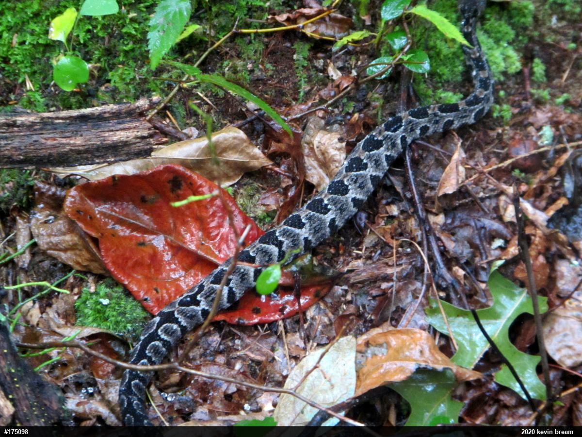 Timber Rattlesnake