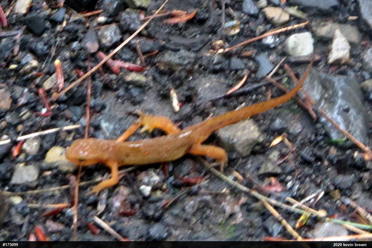 Red-spotted Newt